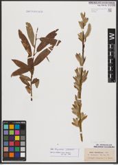 Salix burjatica Nasarow